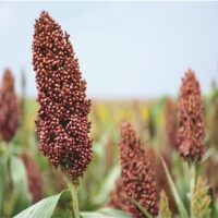 Red Sorghum