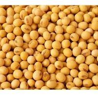 Soybean
